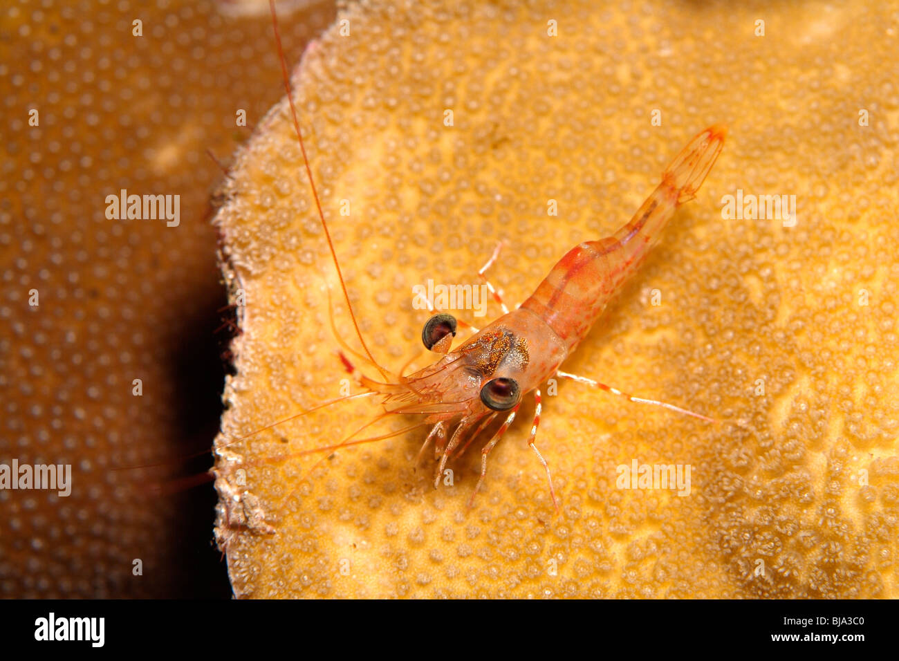 Gulf shrimp hi-res stock photography and images - Alamy