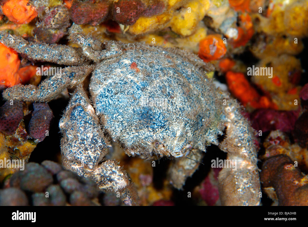 Rough box crab in the Gulf of Mexico Stock Photo