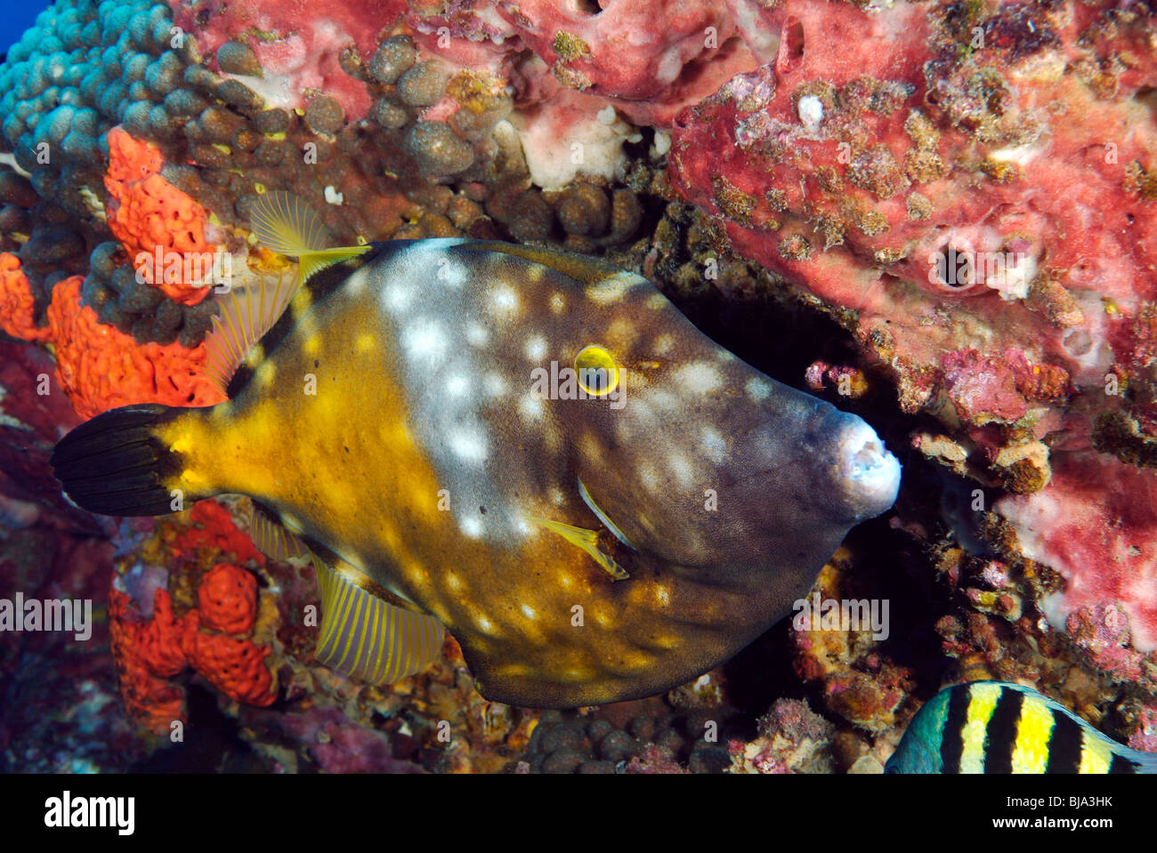 Whitespotted filefish in the Gulf of Mexico Stock Photo
