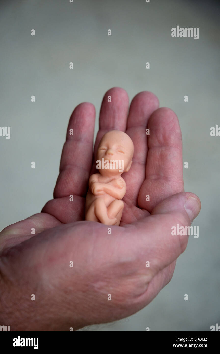 model of 12 week old fetus held in hand Stock Photo