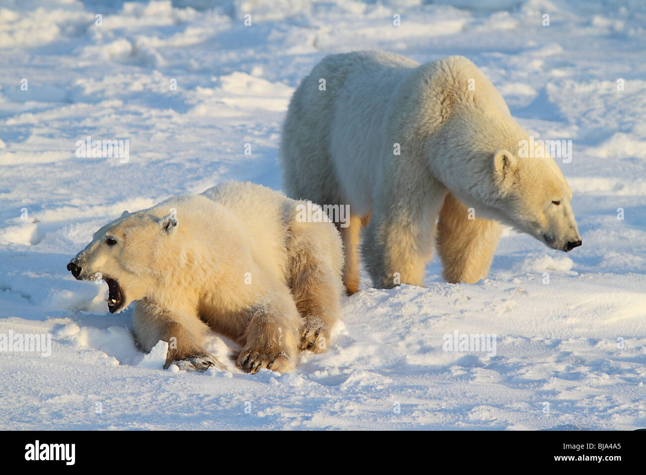 Polar Bear Mother & Cub together on the Tundra. Stock Photo