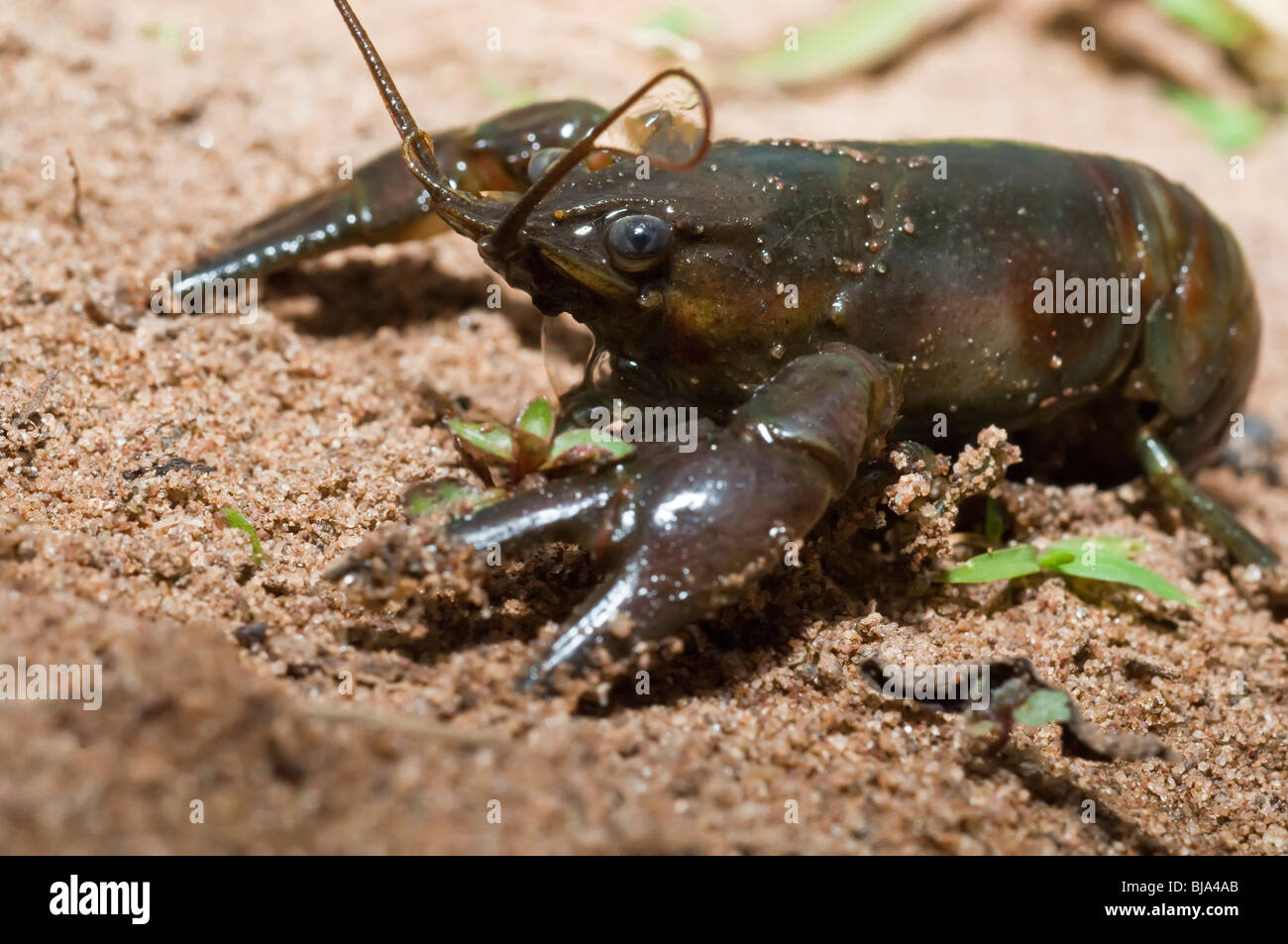 Rusty crayfish, Orconectes rusticus, Kettle River, Sandstone, Minnesota, USA Stock Photo