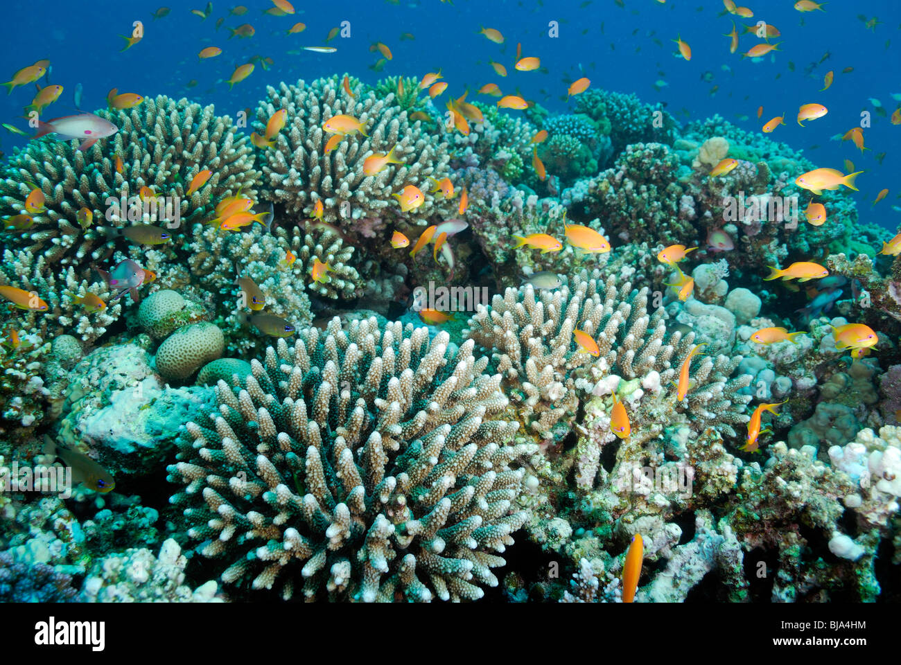 School of scalefin anthias above a coral reef in Red Sea. Stock Photo