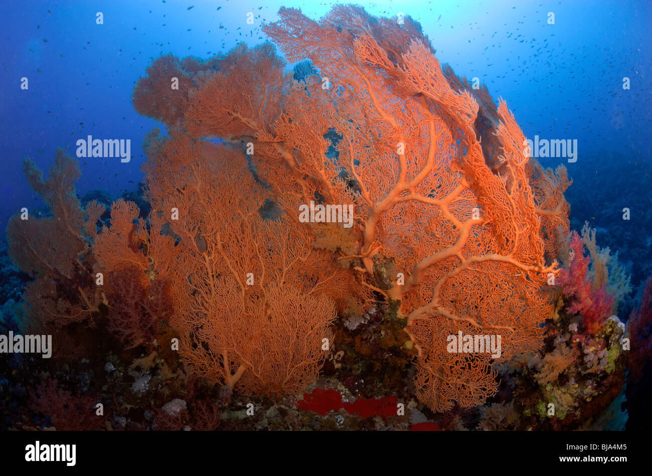 Big red gorgonia in Red Sea. Stock Photo