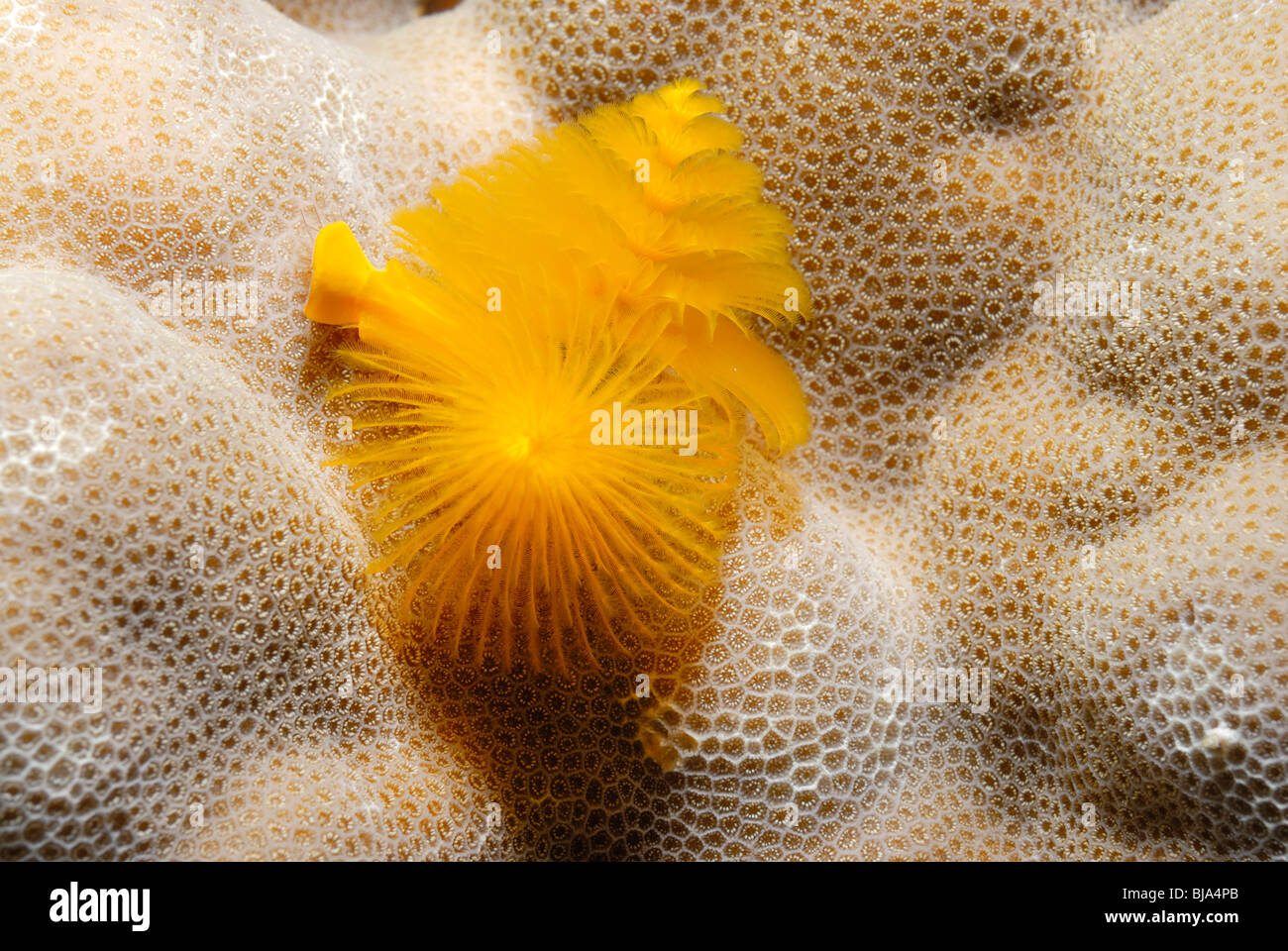 Yellow christmas tree worm in the Red Sea. Stock Photo