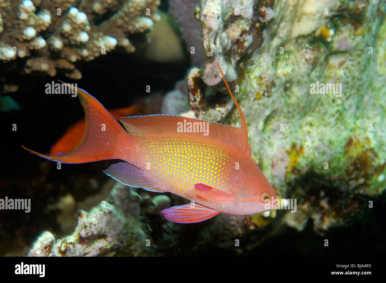 Anthias on the reef hi-res stock photography and images - Alamy