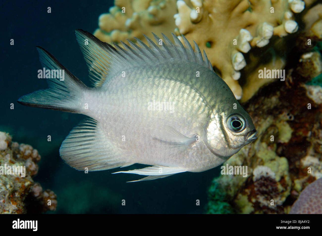 Whitebelly damselfish in the Red Sea. Stock Photo