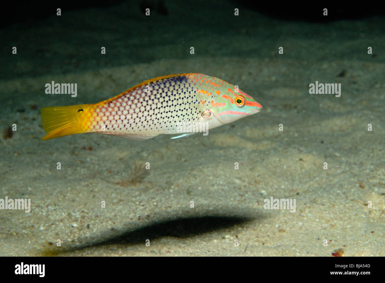 Yellowtail coris juvenile phase in the Red Sea. Stock Photo