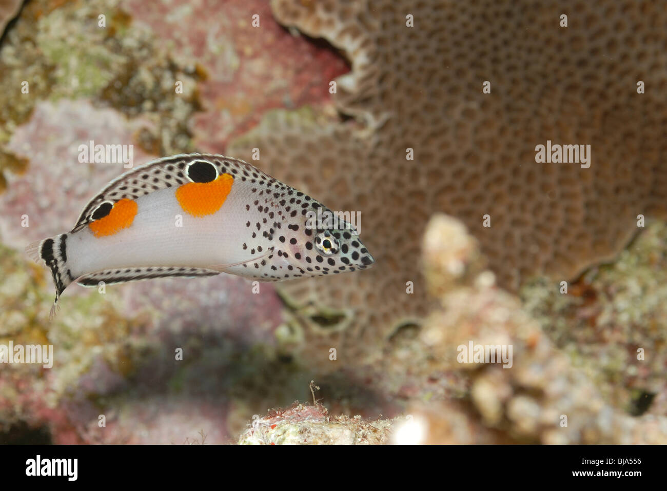 Clown coris juvenile phase in the Red Sea. Stock Photo