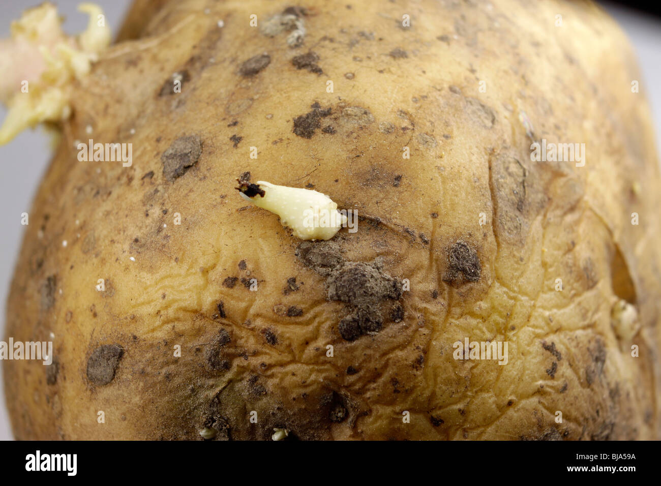 Vegetable food potato potato sprout hires stock photography and images
