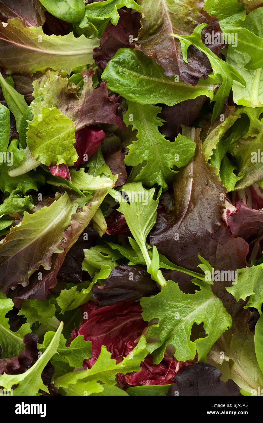 Mixed herb leaves isolated hires stock photography and images Alamy
