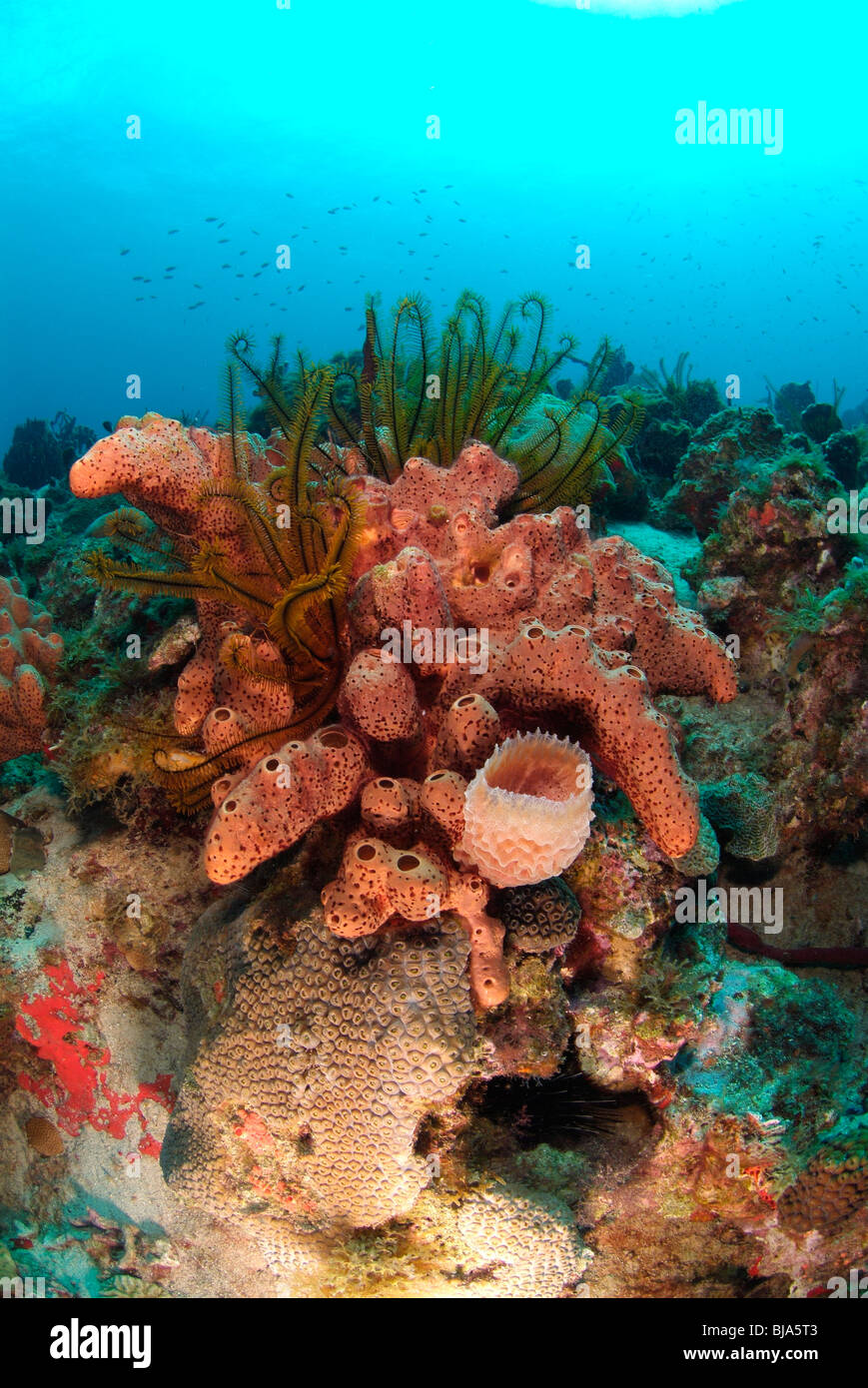 Inhabits reefs and walls hires stock photography and images Alamy