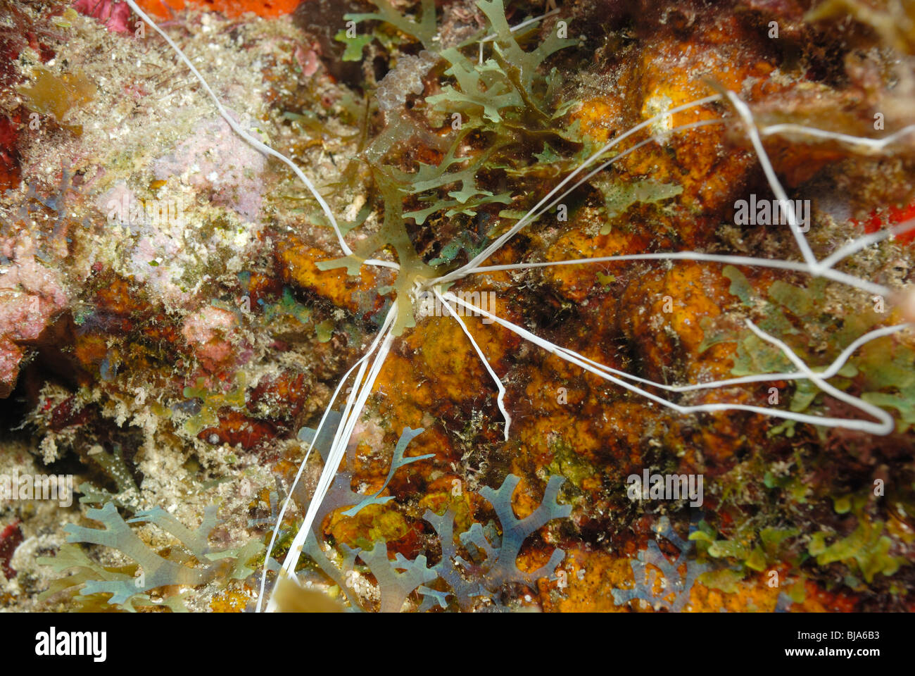 Spaghetti worm on a reef off Martinique. Stock Photo