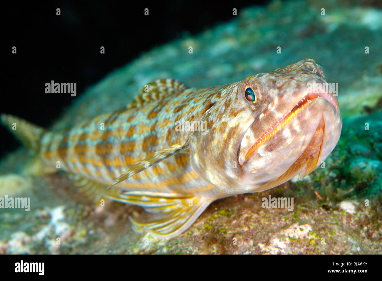 Sand diver on a reef off Martinique. Stock Photo
