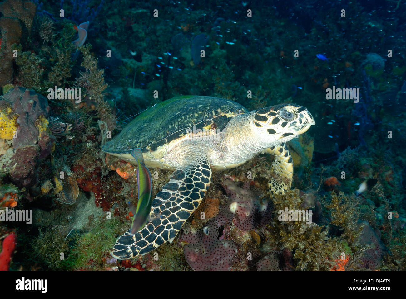 Loggerhead turtle on a reef off Martinique. Stock Photo