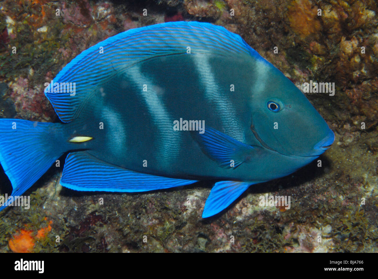 Blue tang surgeonfish in the Gulf of Mexico. Stock Photo
