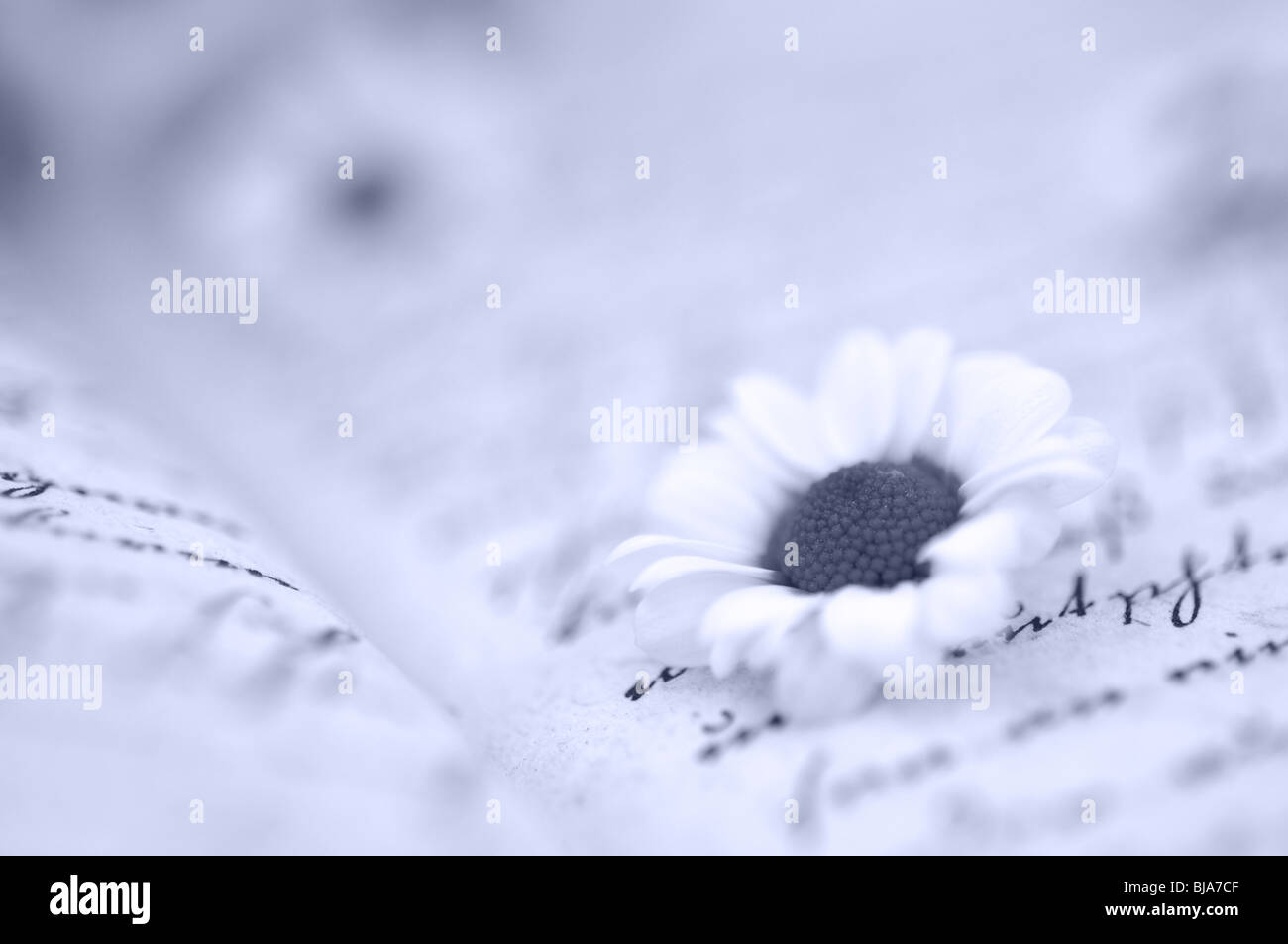 Tiny white daisies on a diary, very shallow depth of field, toned blue Stock Photo