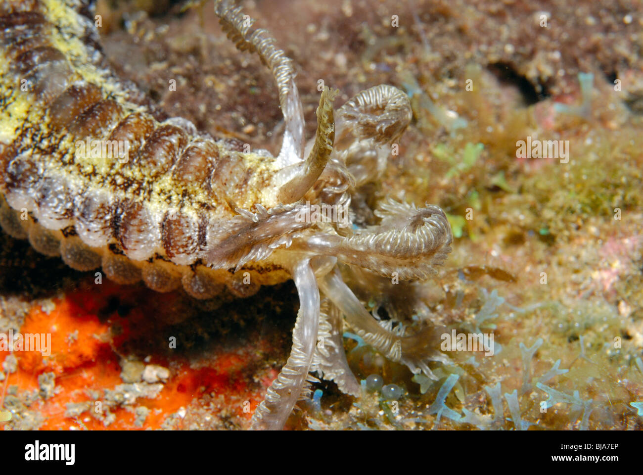 Tiger tail sea cucumber in the Gulf of Mexico. Stock Photo