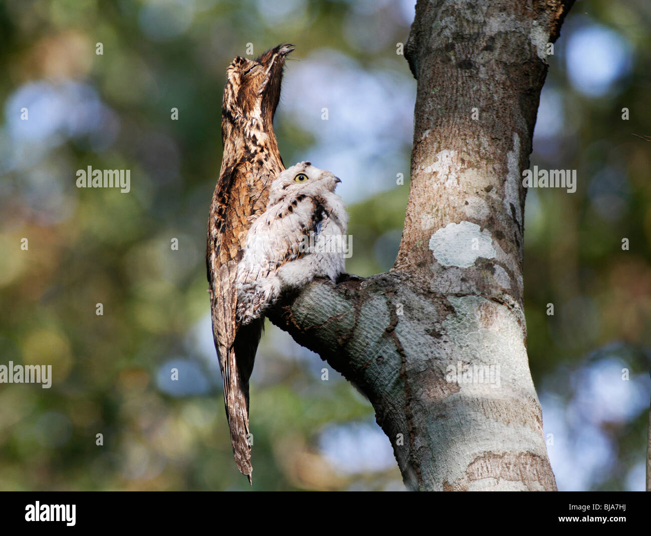 BT-225D, POTOO CHICK AND MOTHER IN TREE Stock Photo