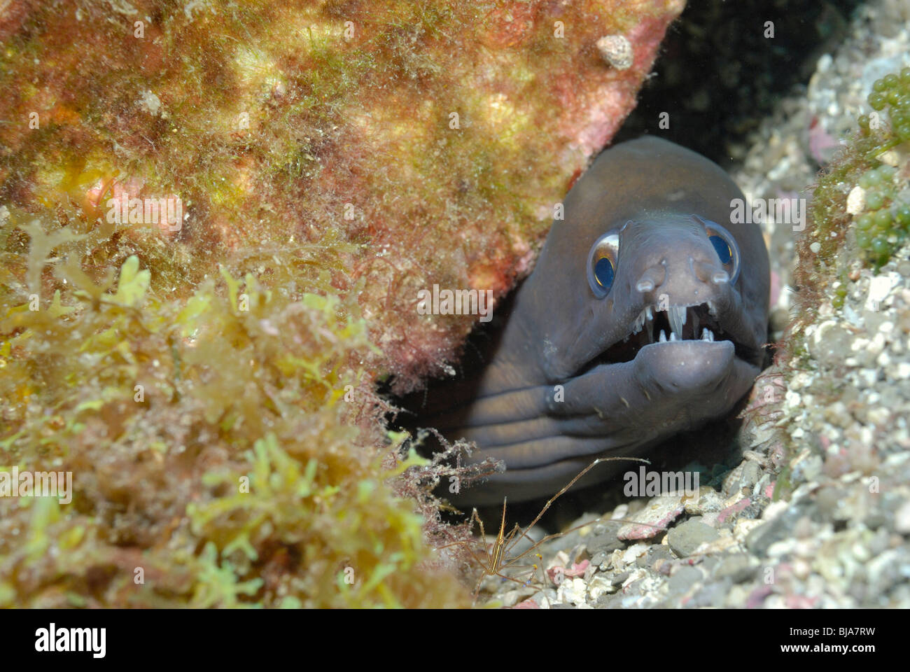 Purplemouth moray eel in the Gulf of Mexico. Stock Photo
