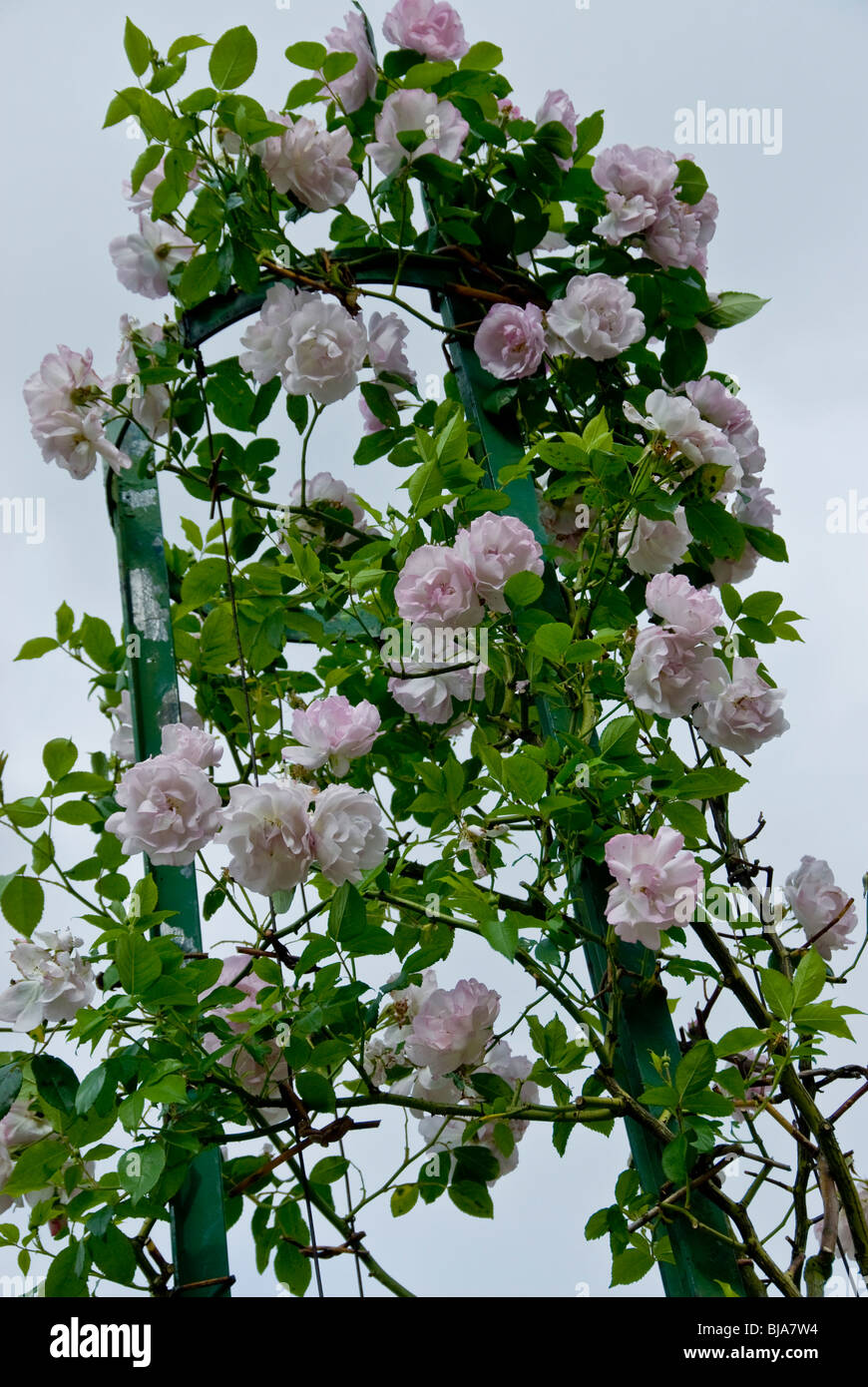 Paris, France, Public Parks, Close up Pink, Flowers Bush, 'Bagatelle Gardens' in Boulogne Park Stock Photo