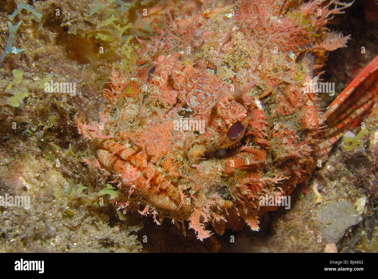 Continental shelf underwater hires stock photography and images Alamy