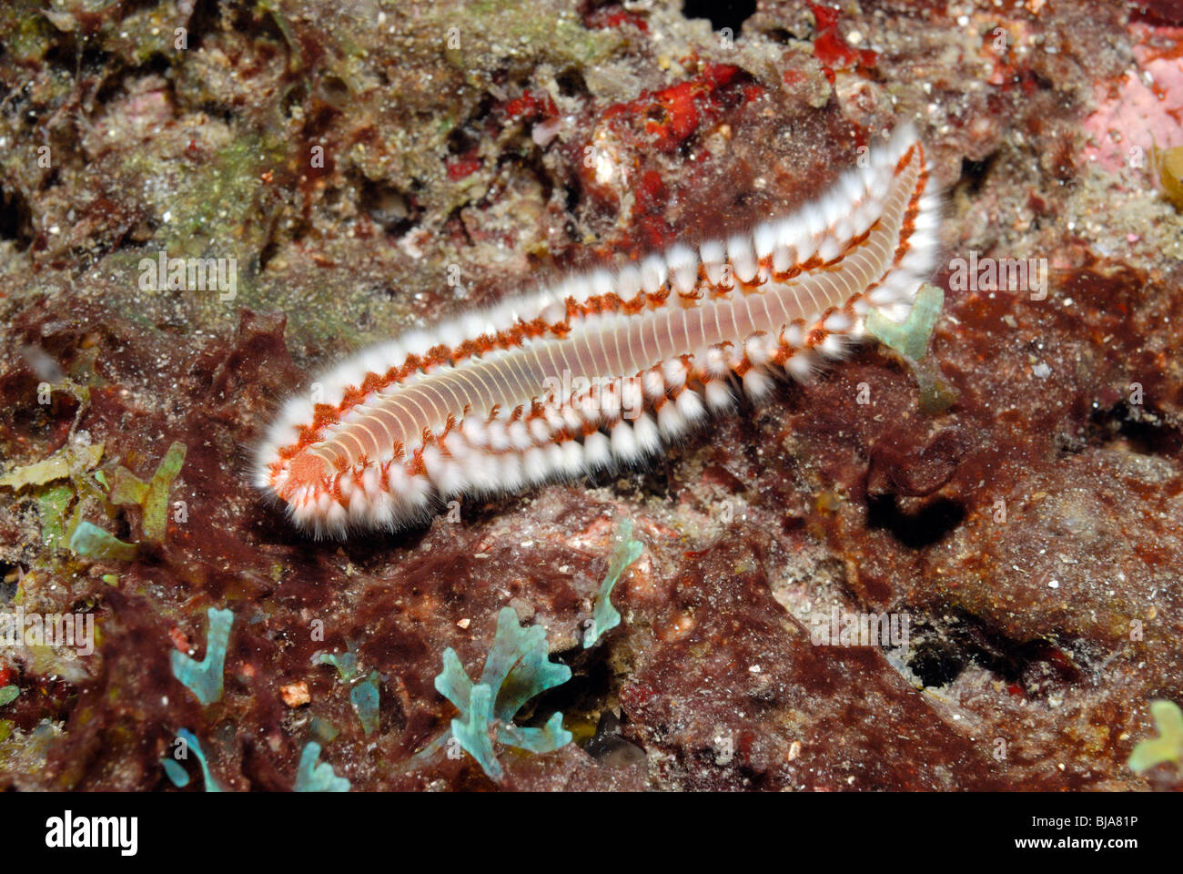 Bearbed fireworm in the Gulf of Mexico. Stock Photo