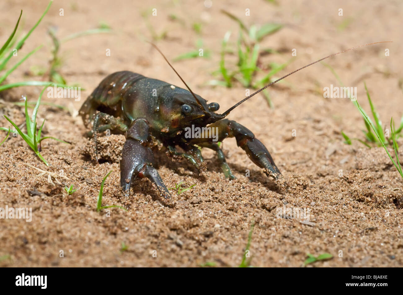 Rusty crayfish, Orconectes rusticus, Kettle River, Sandstone, Minnesota