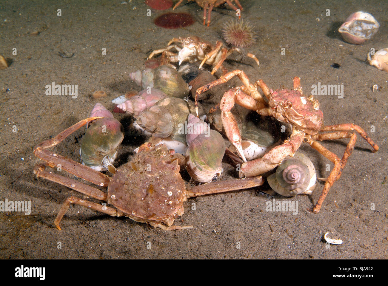 Snow crabs eating waved whelks in the Gulf of St Lawrence Stock Photo