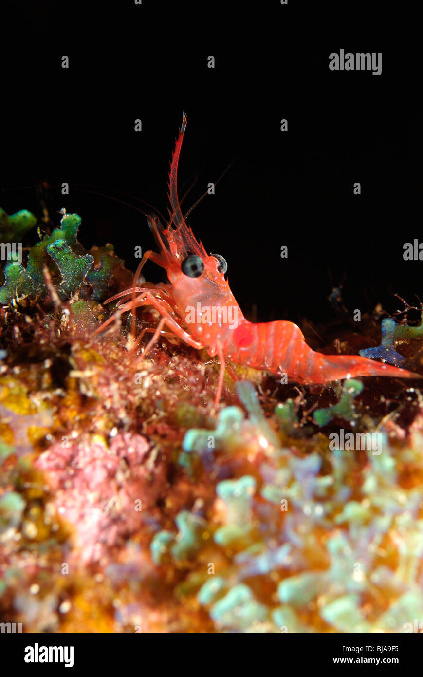 Red night shrimp in the Gulf of Mexico Stock Photo Alamy