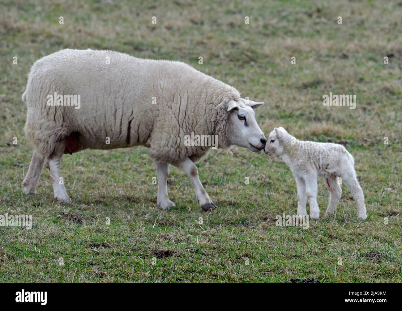 SPRING LAMBS. Sheep. Stock Photo