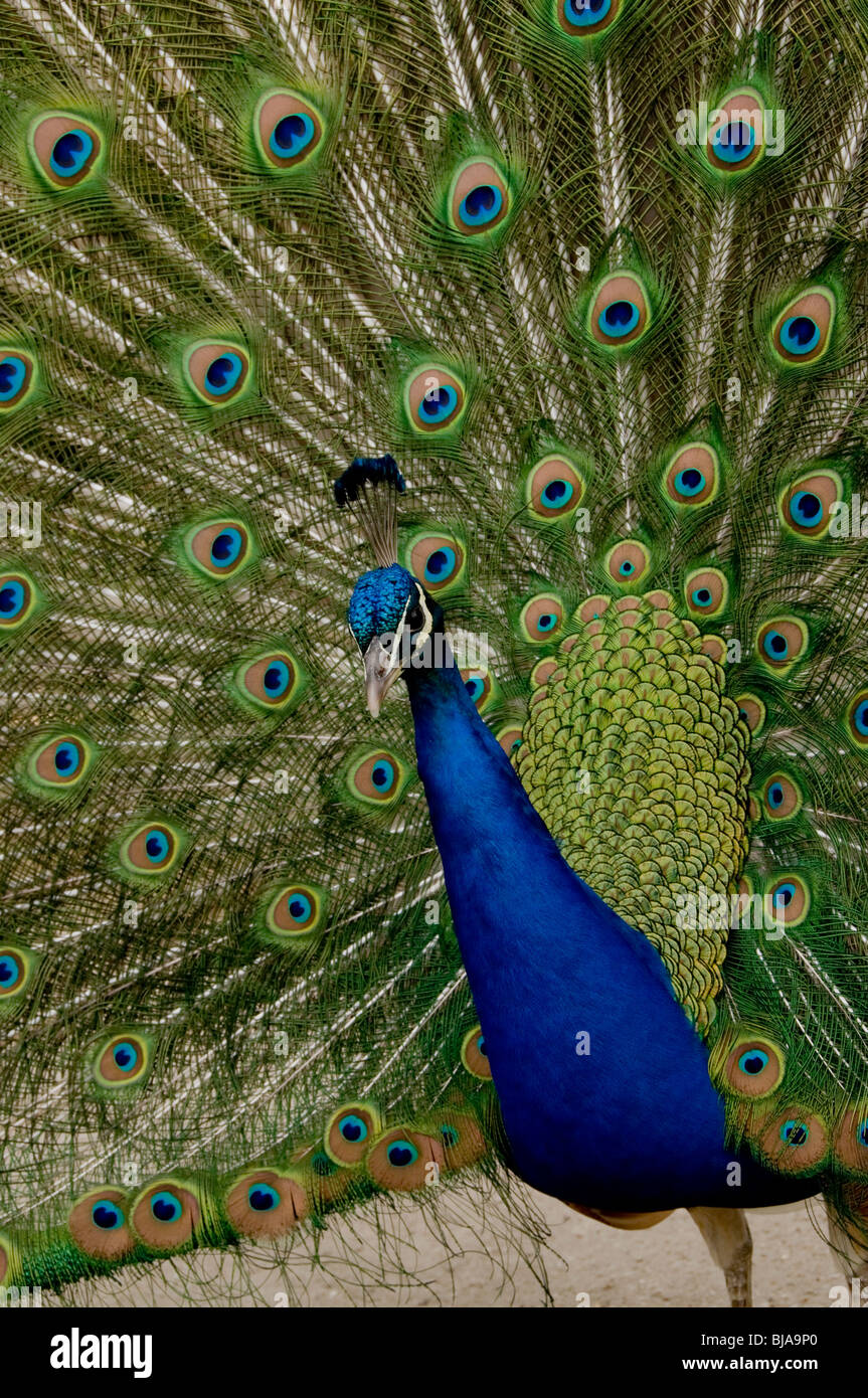 Peacock BIrd, Outside in Park, Showing Feathers Stock Photo Alamy