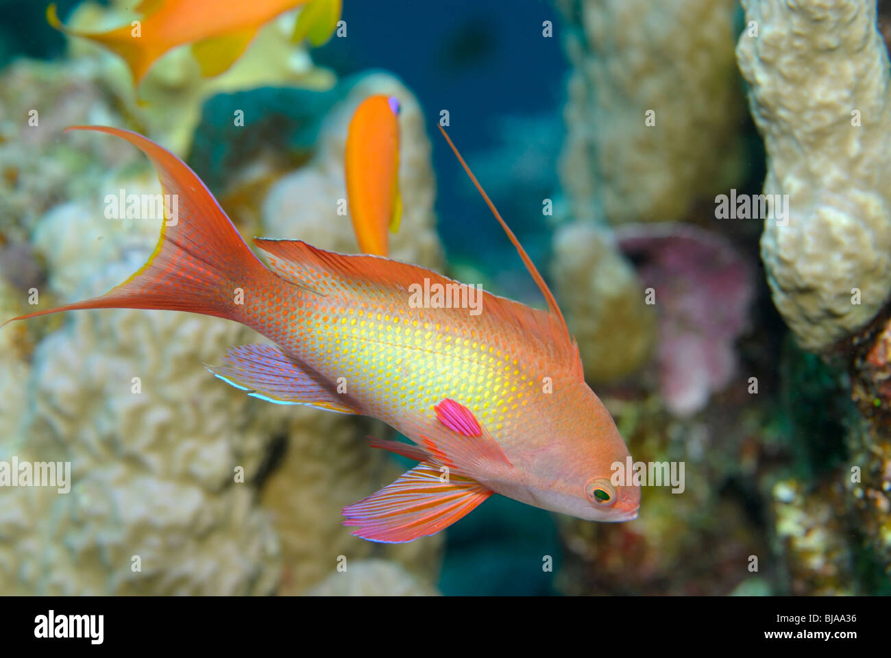 Scalefin anthias hi-res stock photography and images - Alamy