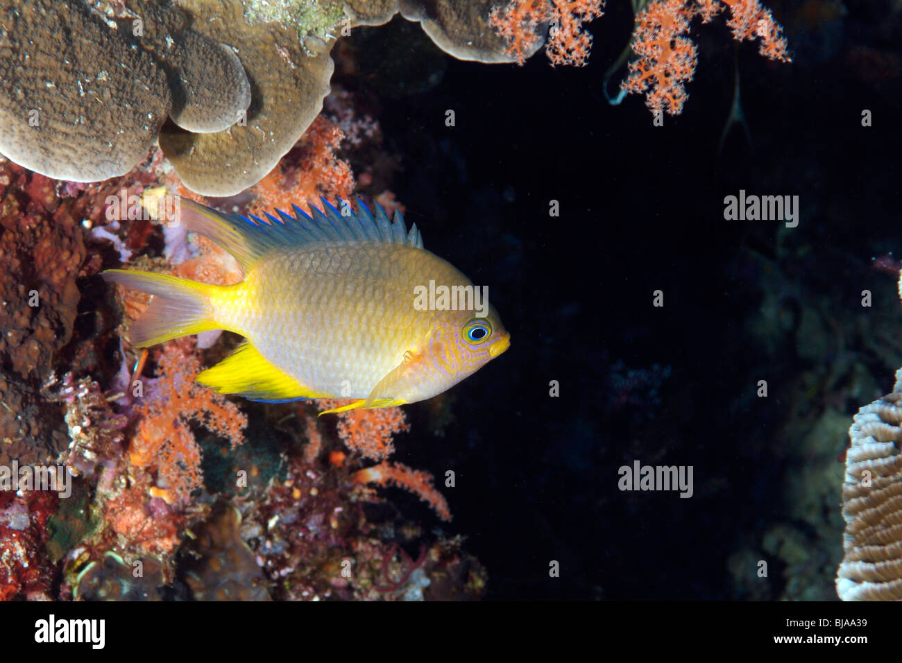 Reef chromis in Raja Ampat off Papua Stock Photo
