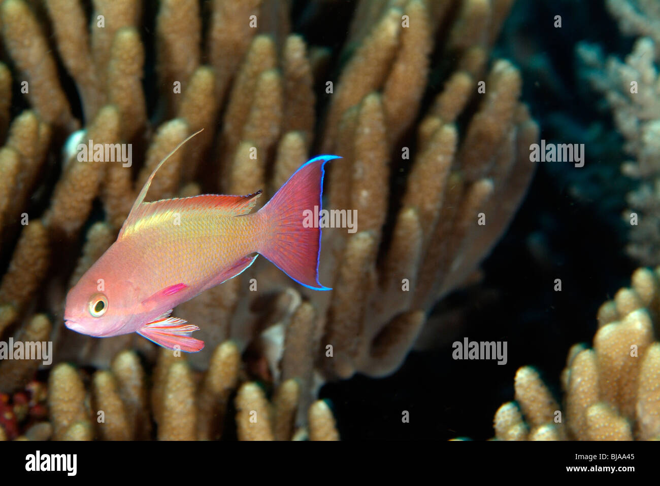 Scalefin anthias in Raja Ampat off Papua Stock Photo - Alamy