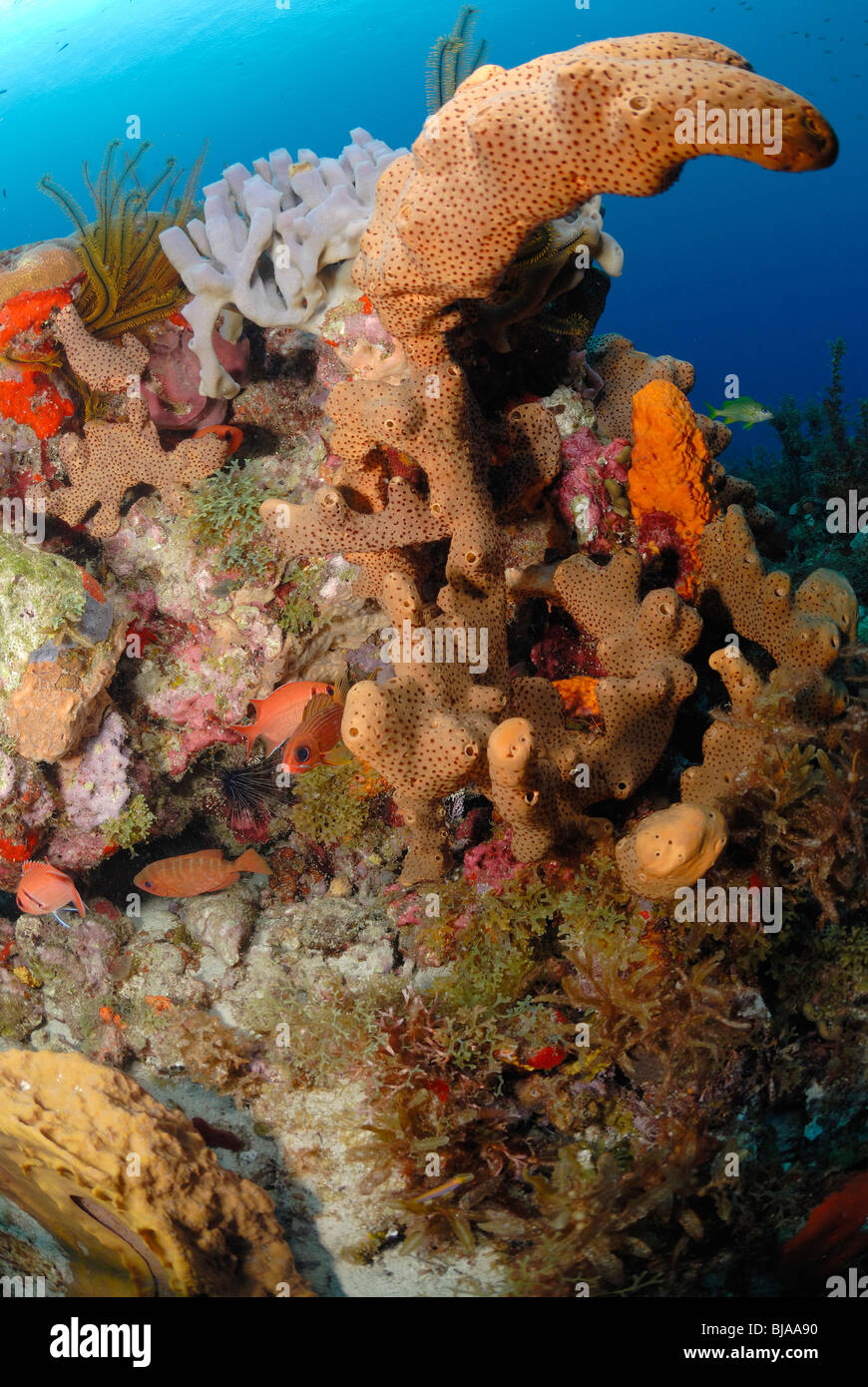 Brown tube sponge growing on a reef off Martinique Stock Photo Alamy