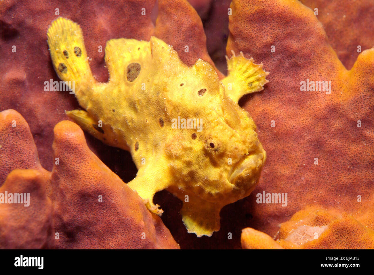 Longlure frogfish on a sponge off Martinique. Stock Photo