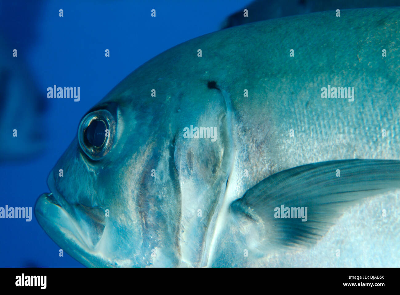 Common jack in the Gulf of Mexico Stock Photo