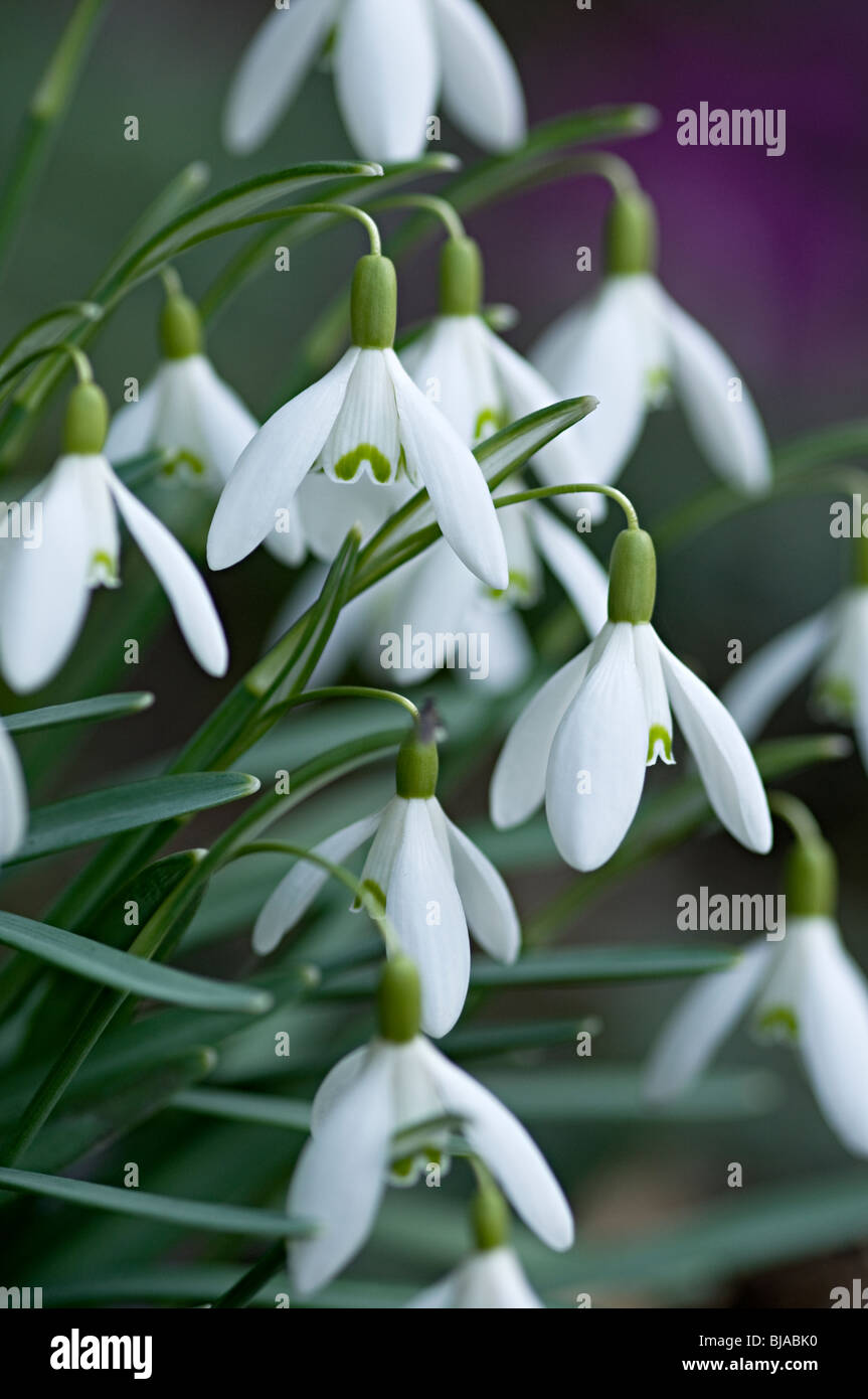 snowdrops flower white known as galanthus flowering in the uk Stock Photo