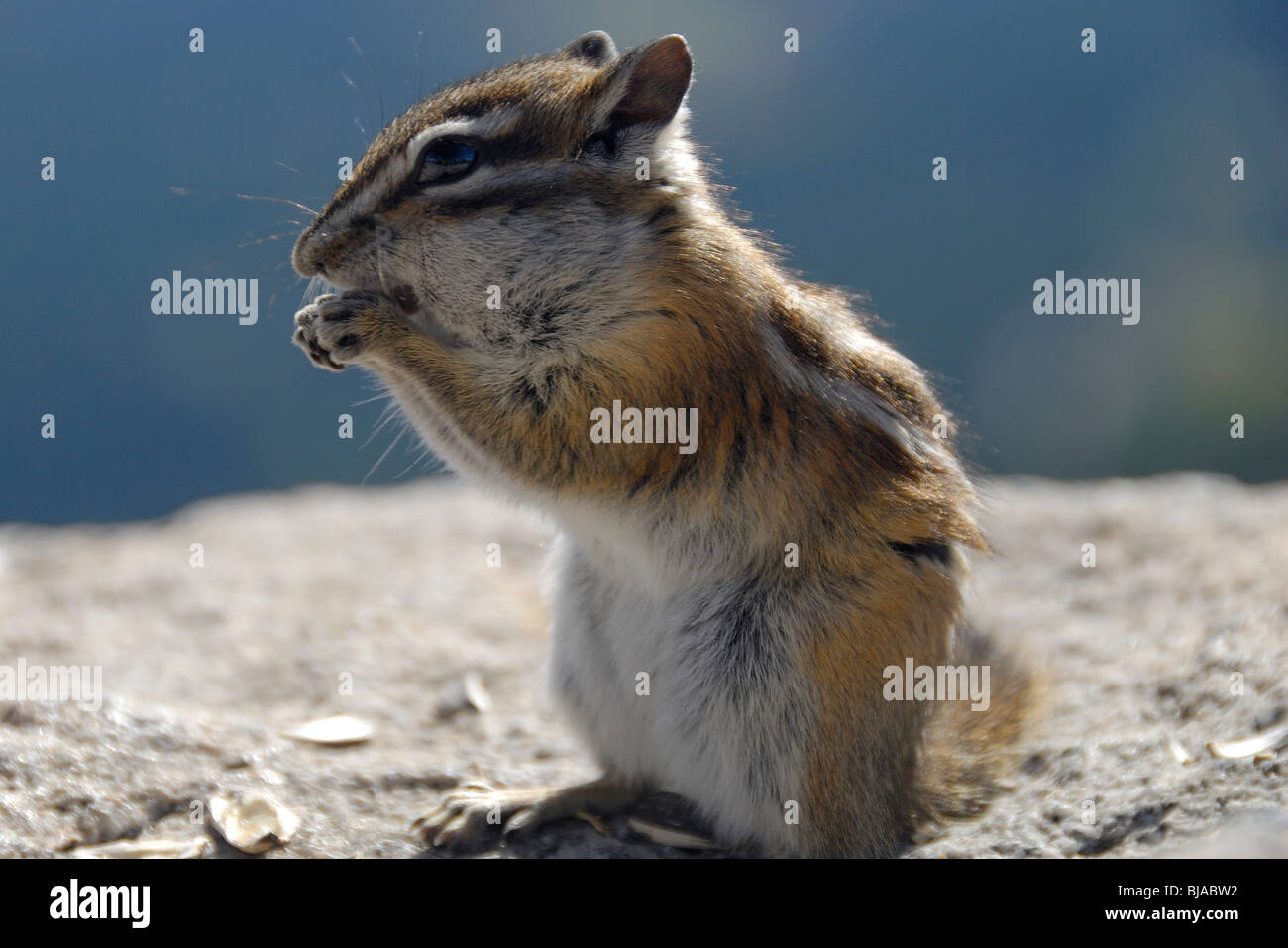 Least chipmunk eating a nut in the Rocky Mountain National Park Stock Photo