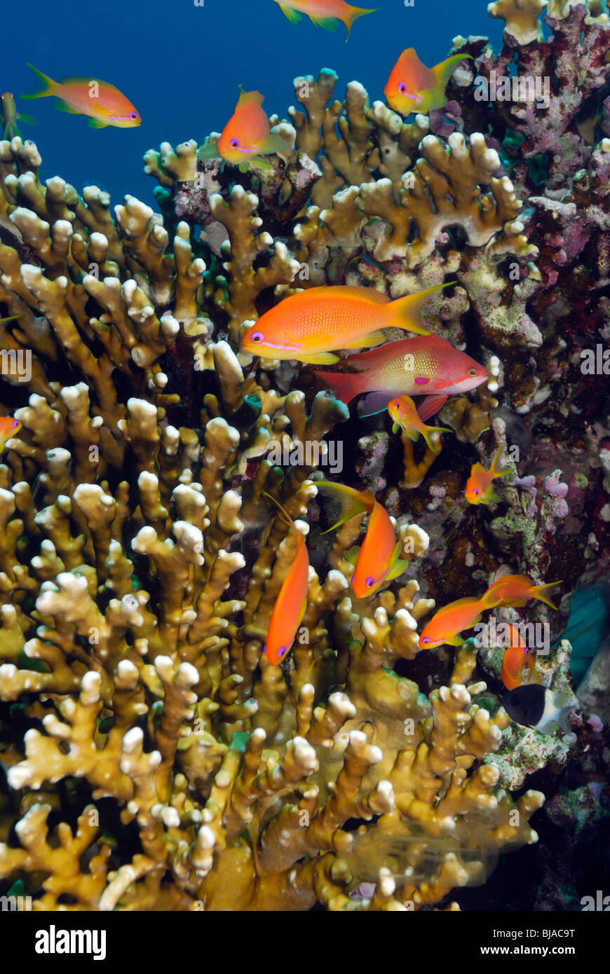 School of scalefin anthias females in Red Sea Stock Photo - Alamy
