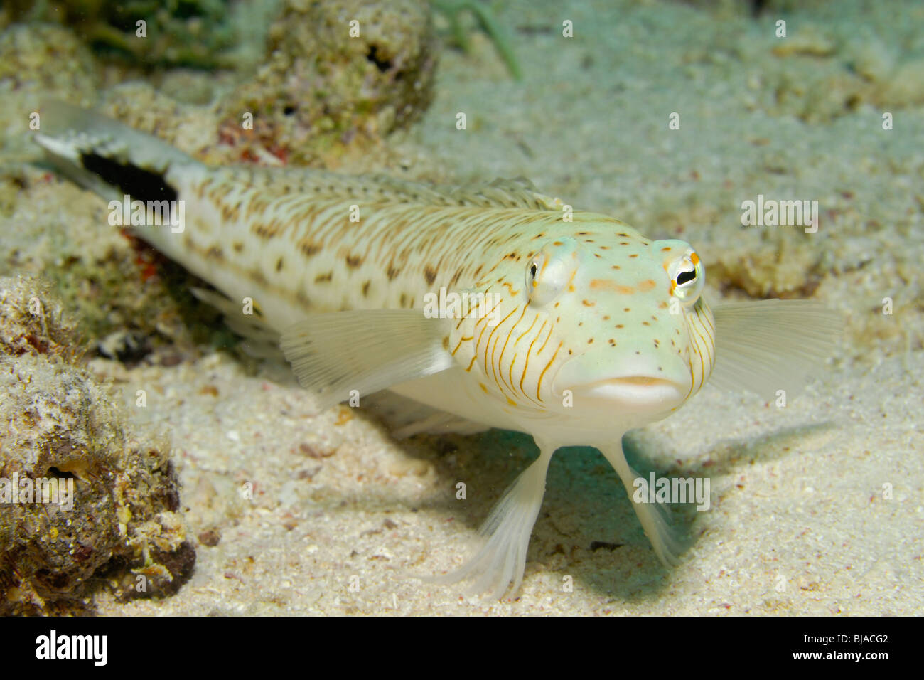 Speckled sandperch laying on the sand in the Red Sea. Stock Photo