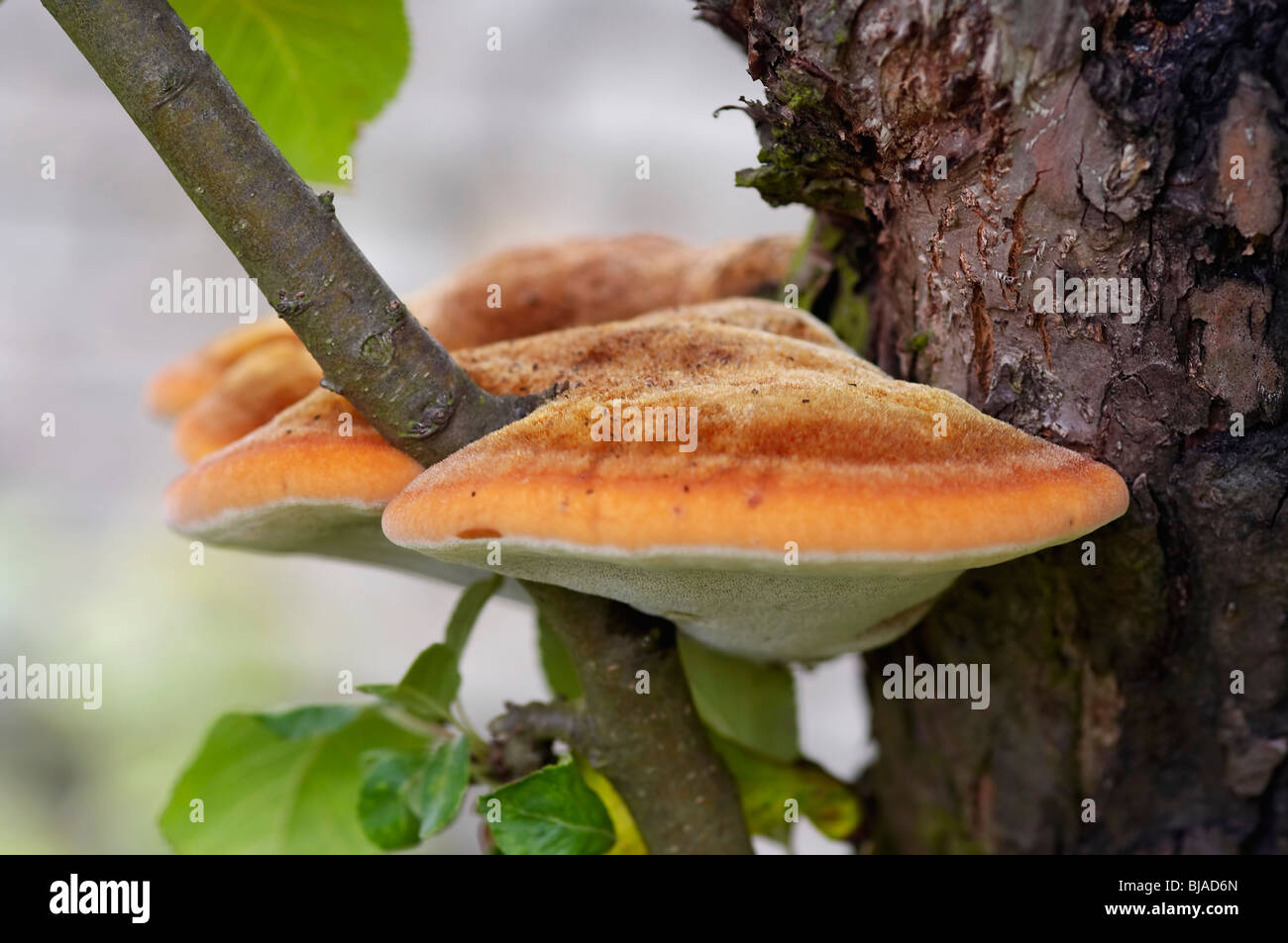 tree fungus - pore fungus - white wood fungus Stock Photo