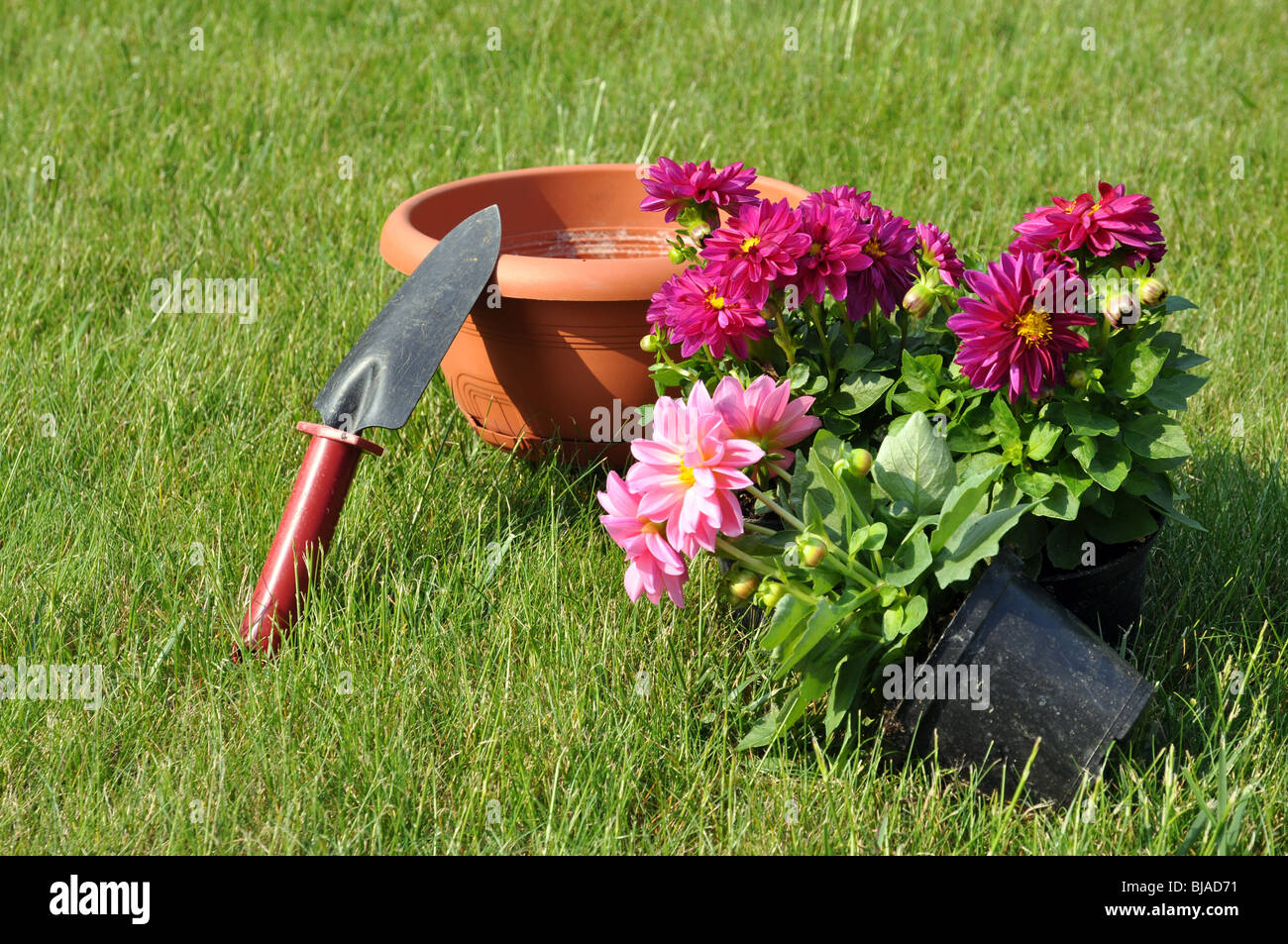 Pink an purple dahlias with gardening tools and a pot on a grass Stock Photo
