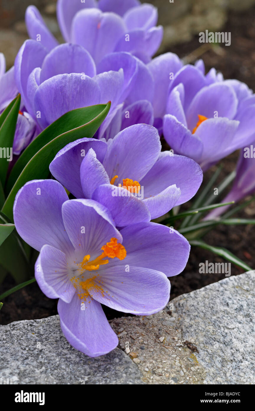 Lovely purple crocuses Stock Photo