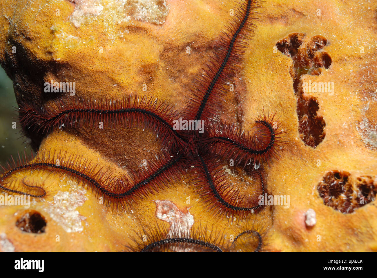 Sponge brittle star off Martinique. Stock Photo