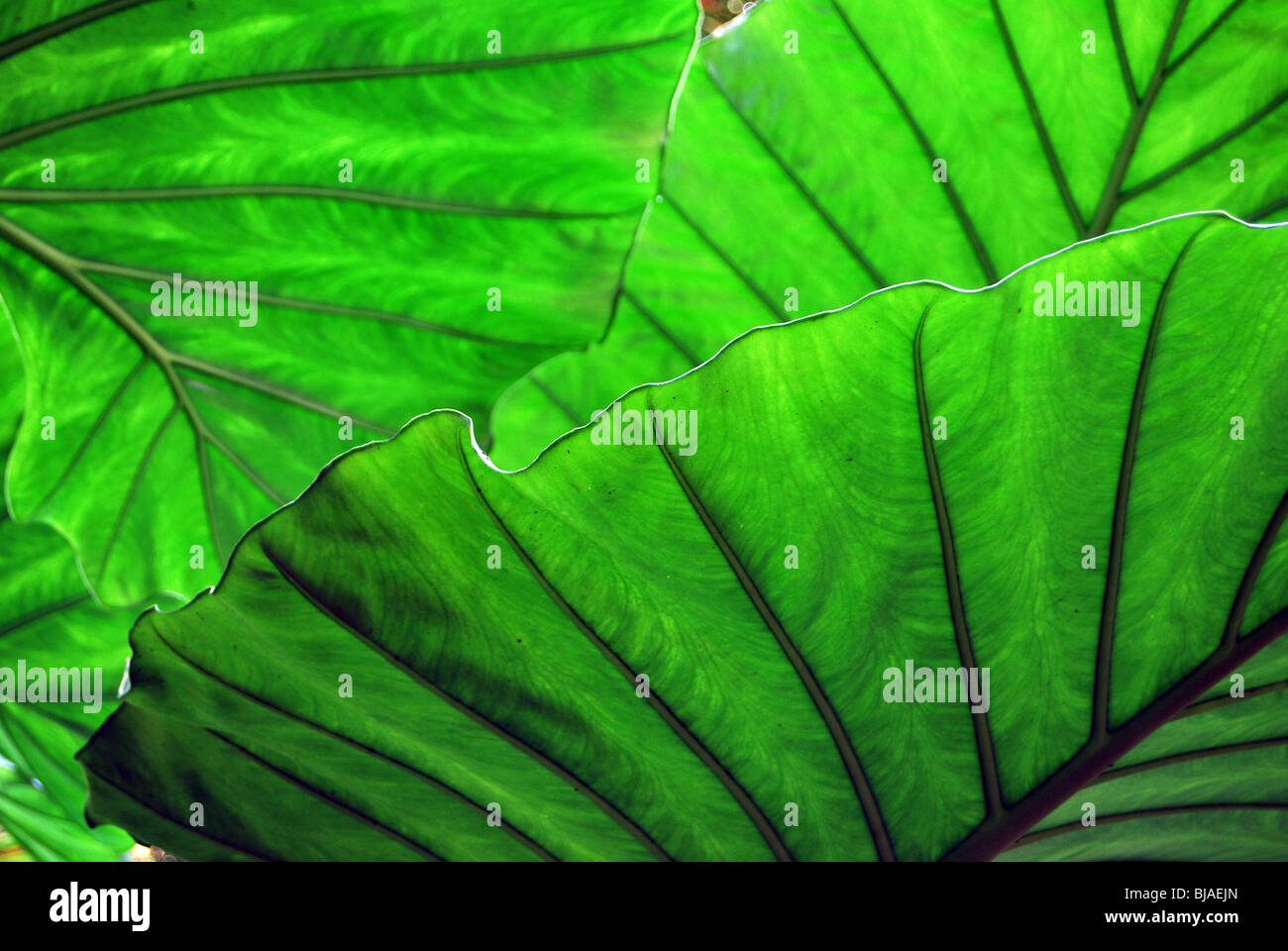 The green leaves of a tropical plant Stock Photo - Alamy