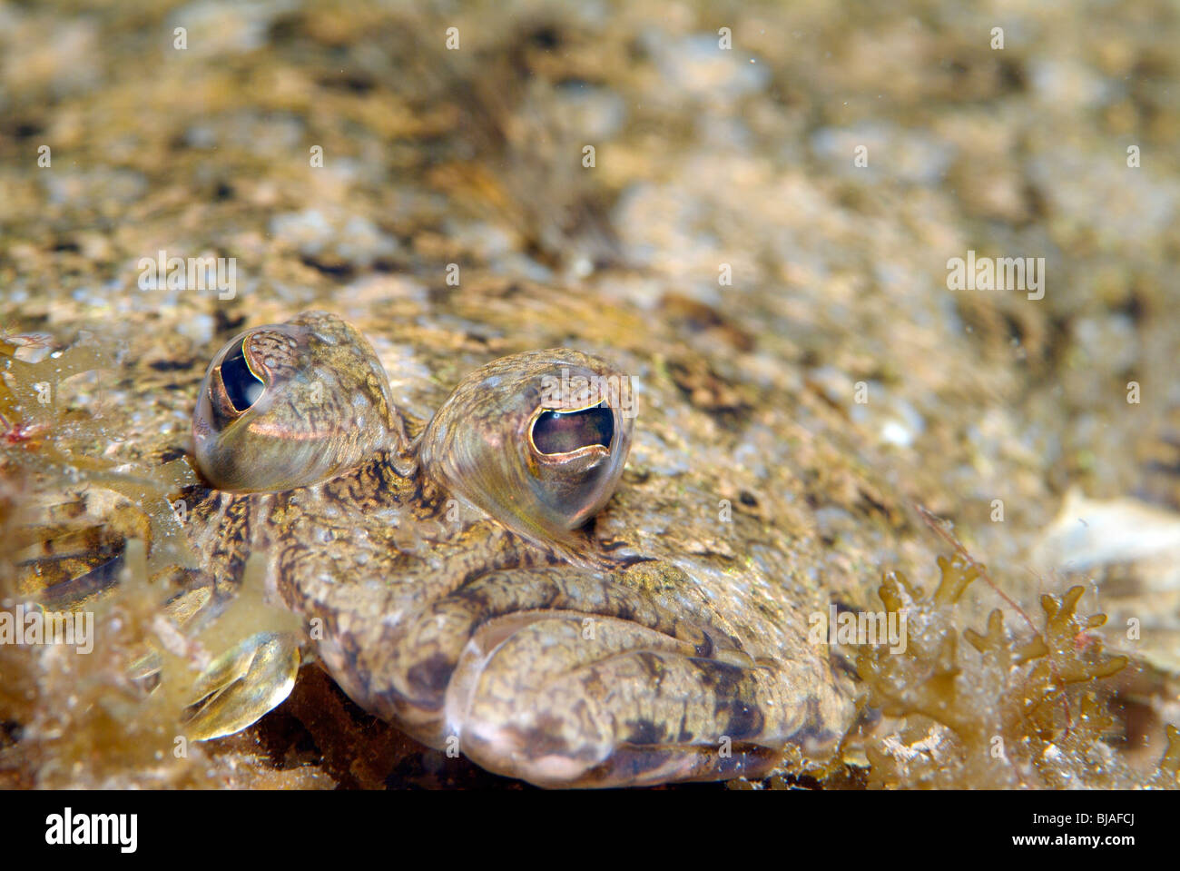 Eyed flounder in the Gulf of Mexico. Stock Photo