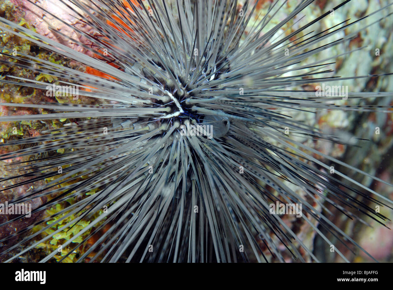Long spined urchin in the Gulf of Mexico. Stock Photo