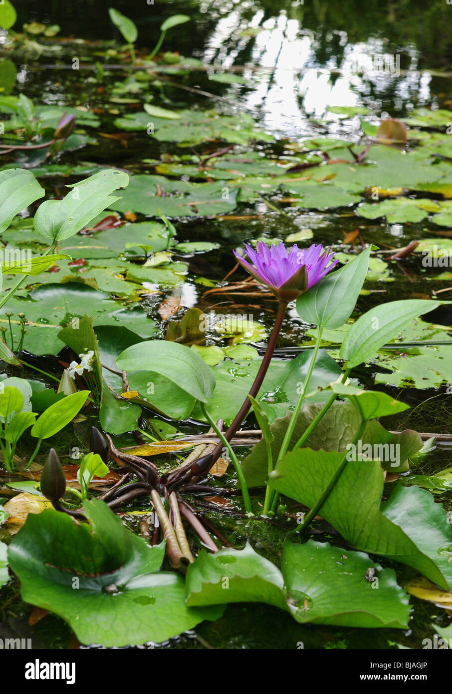 great image of a water lilly in a garden pond Stock Photo